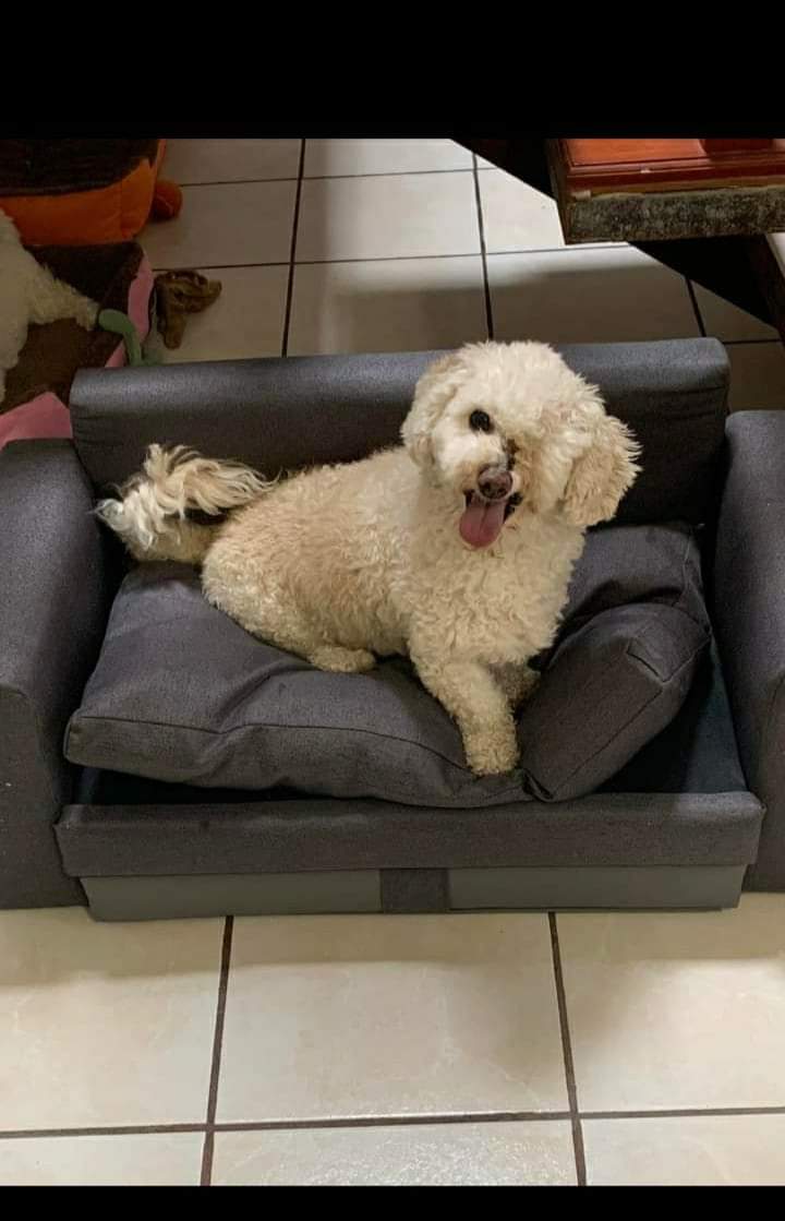 PatitasGdl 🐶 tweet media