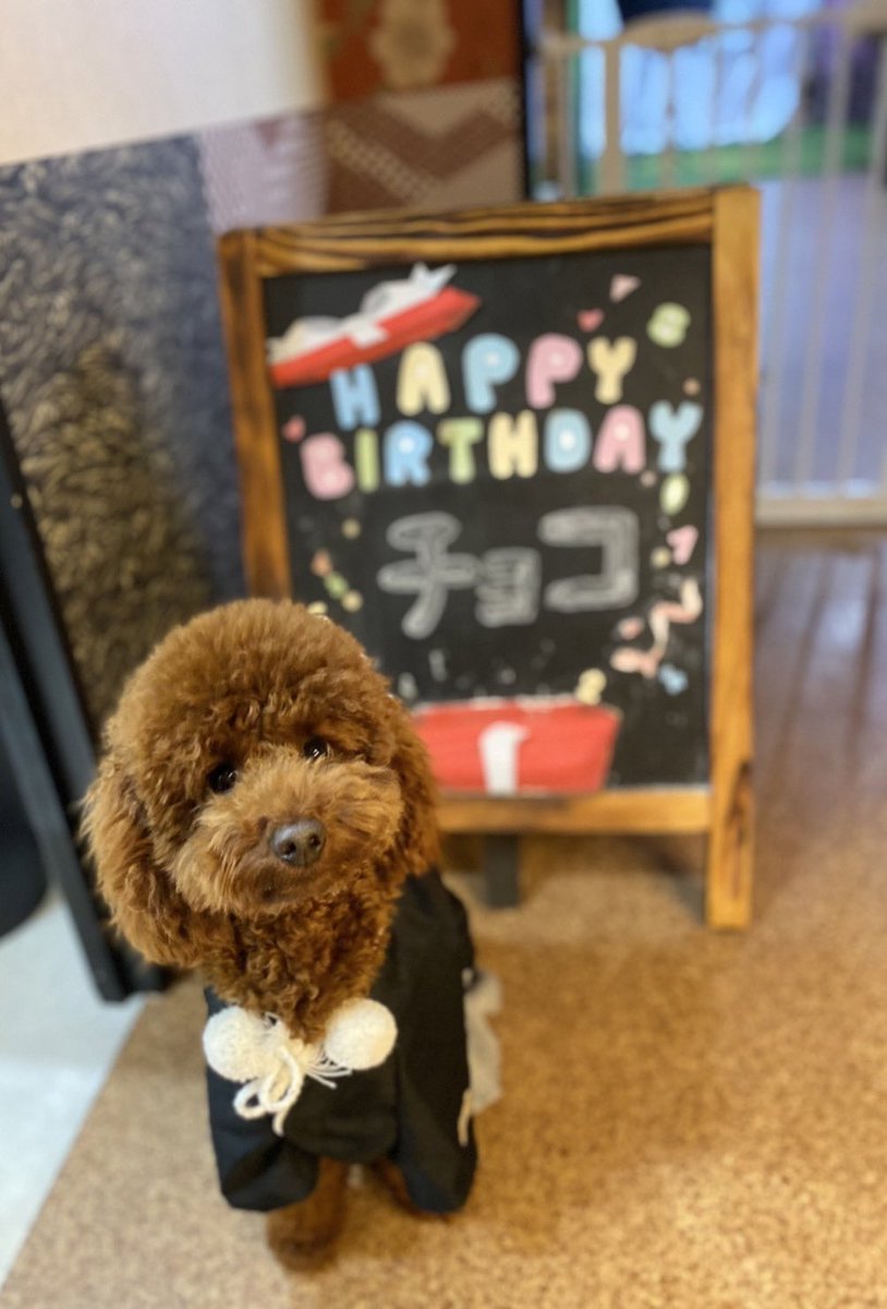 mocachan0810's tweet photo. チョコのお誕生日前撮り♥️
今年もFour-Mさんにお願いしました☺️
チョコの成長に私はうるうる🥺が止まりませんでした🤣
お誕生日は1月3日！楽しみ♥️
 #トイプードル  #Four-M  #トイプードル生活  #トイプードルレッド https://t.co/k5JxEOd4OR