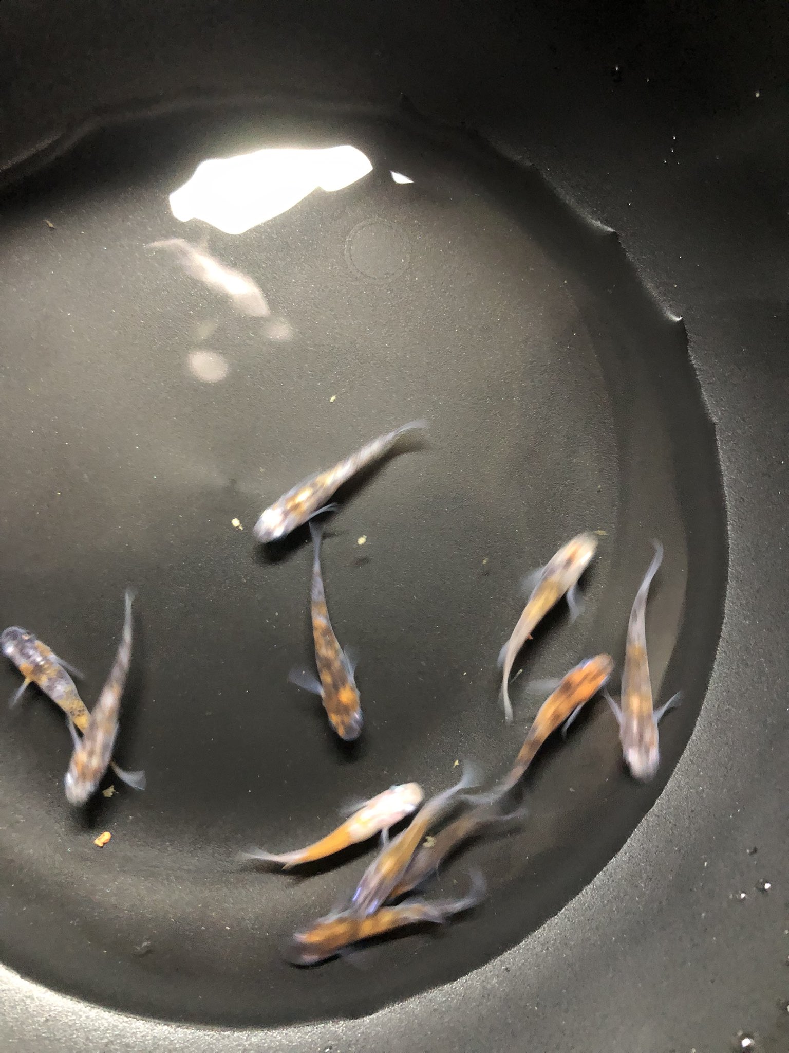 アミアカルヴァン 綺麗に撮れない 誰か撮り方教えて 雲州三色メダカ メダカ 魚 アクアリウム めだか T Co Uakkun8dxc Twitter