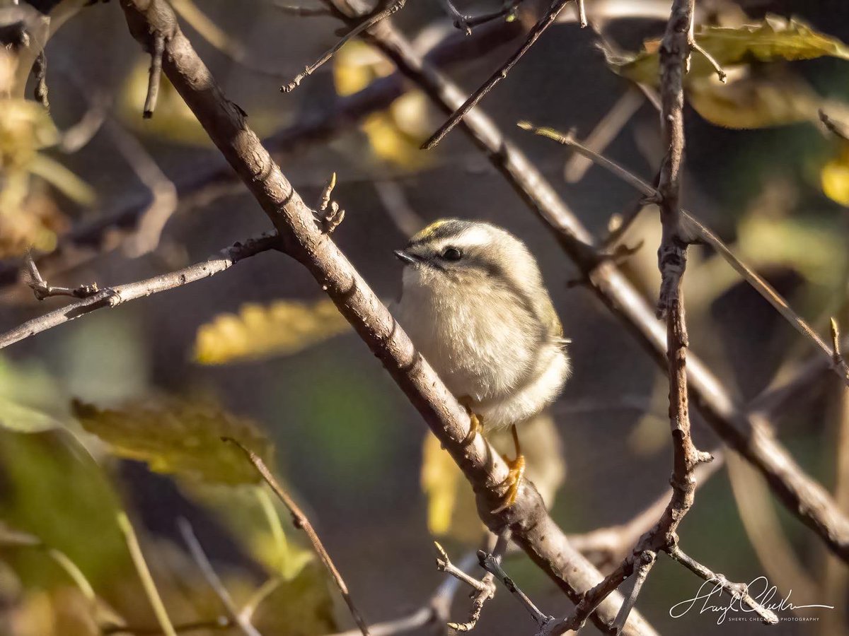 DiveArtist's tweet image. Golden-crowned Kinglet still hanging out in the Loch yesterday. #birdcpp #goldencrownedkinglet