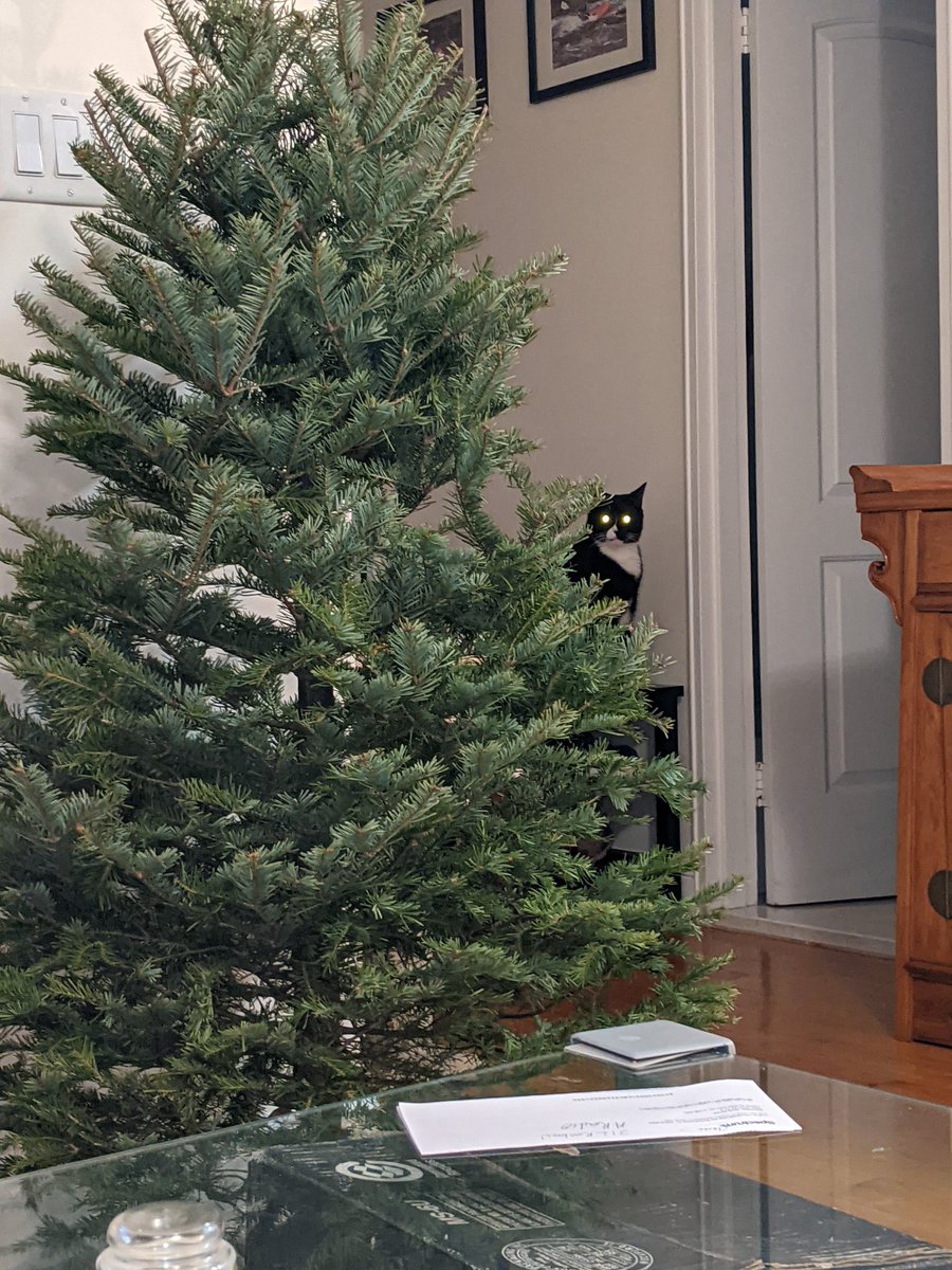 Austinbpm's tweet photo. Cat in a tree https://t.co/MjsXKLTOKN