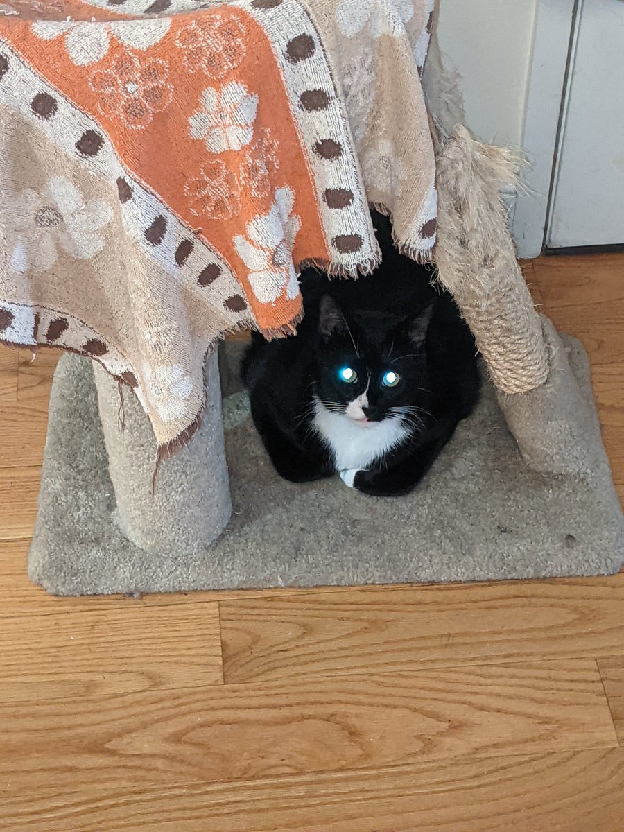 Austinbpm's tweet photo. The demon cat of Baldwin is hiding https://t.co/E3m4G815Rz