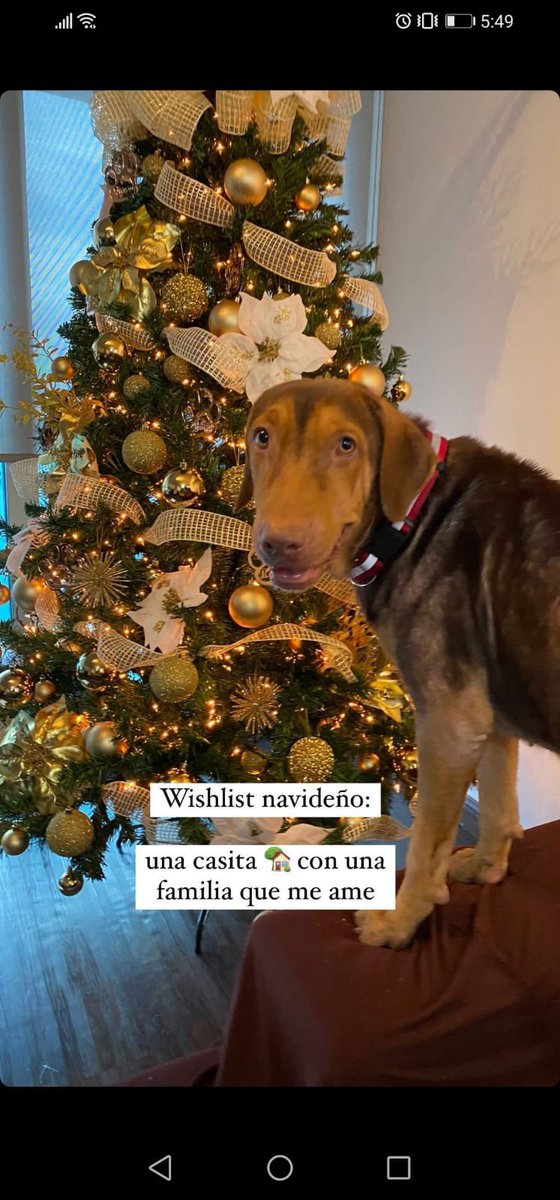 robertvanhoorde's tweet photo. Este amigo necesita un hogar permanente o un temporal , gente seria que lo quiera y adopte mejor, fue encontrado por coco del mar y llevado al veterinario para sus chequeos , interesados llamar a Monica Lewis al 64660228 🙏🏻🙏🏻🙏🏻 https://t.co/Fa0oaZOg8o