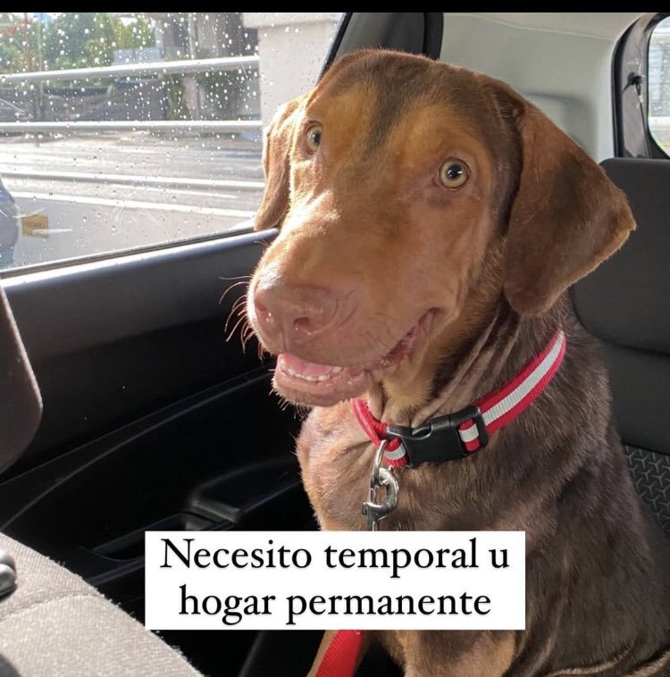 robertvanhoorde's tweet photo. Este amigo necesita un hogar permanente o un temporal , gente seria que lo quiera y adopte mejor, fue encontrado por coco del mar y llevado al veterinario para sus chequeos , interesados llamar a Monica Lewis al 64660228 🙏🏻🙏🏻🙏🏻 https://t.co/Fa0oaZOg8o