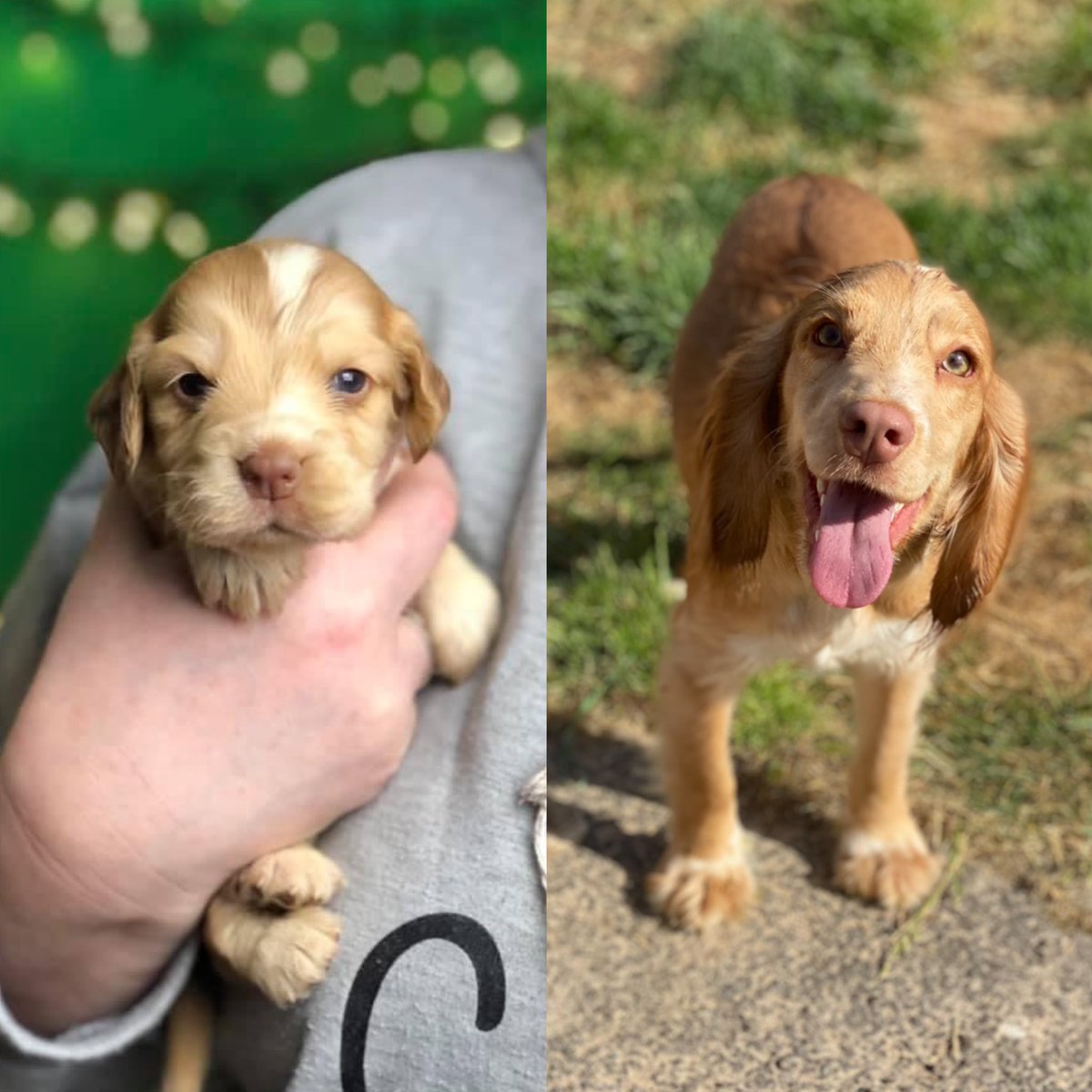 Happy 1st birthday for yesterday to Stanley my 22 toed boi 🙌🏻 #dog #doggo #puppy #unique