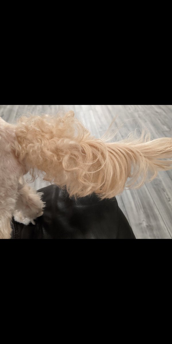 Azuzu77056006's tweet photo. しっぽがトイプードルとマルチーズのハーフ＆ハーフのうちの犬。
#犬 #アニマル #animal #dog #maltipoo #マルプー #toypoodle #maltese #funny https://t.co/G1yIuqZ508