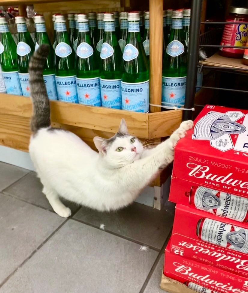Bodegacats_'s tweet photo. https://t.co/hO4LOINtIF