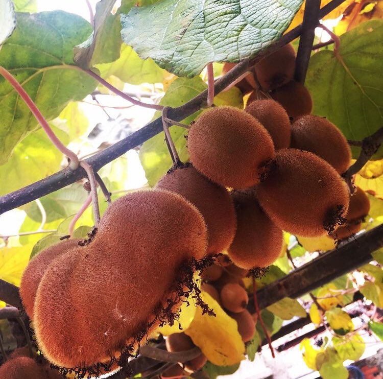 PabloRiegoBravo's tweet photo. Hoy fui a echarle una mano a recoger Kiwi a la finca de mi amigo @roqueminipig
Muchas gracias Roque, me lo pasé muy bien.
Besitos... 😍😘🐷🐽
.
.
.
#villanuevavera #minipig #roqueminipig #familia #amigos #socios #cerdito #kiwi #recolectando @roqueminipig https://t.co/uuBLfj0R7j