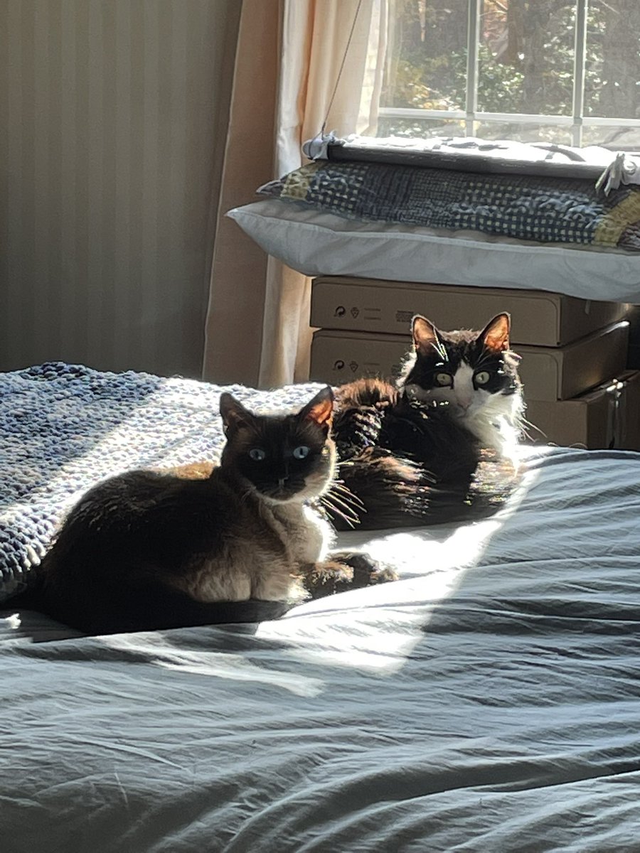 rose_horse_lady's tweet photo. @AlexTheCat2021 #shinx and #sinju in the sunshine ☀️ https://t.co/yqS59I1hGA