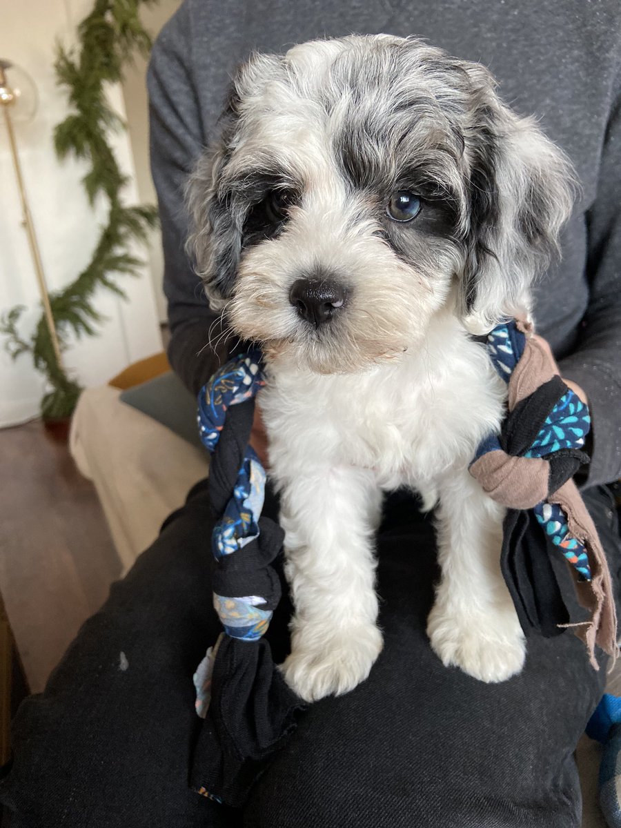 Loved seeing everyone’s tweets from Miami this weekend 🙌 we were out on a road trip picking up this sweet girl. Meet the newest member of our fam, Charlie the cockapoo 🥰 🐶