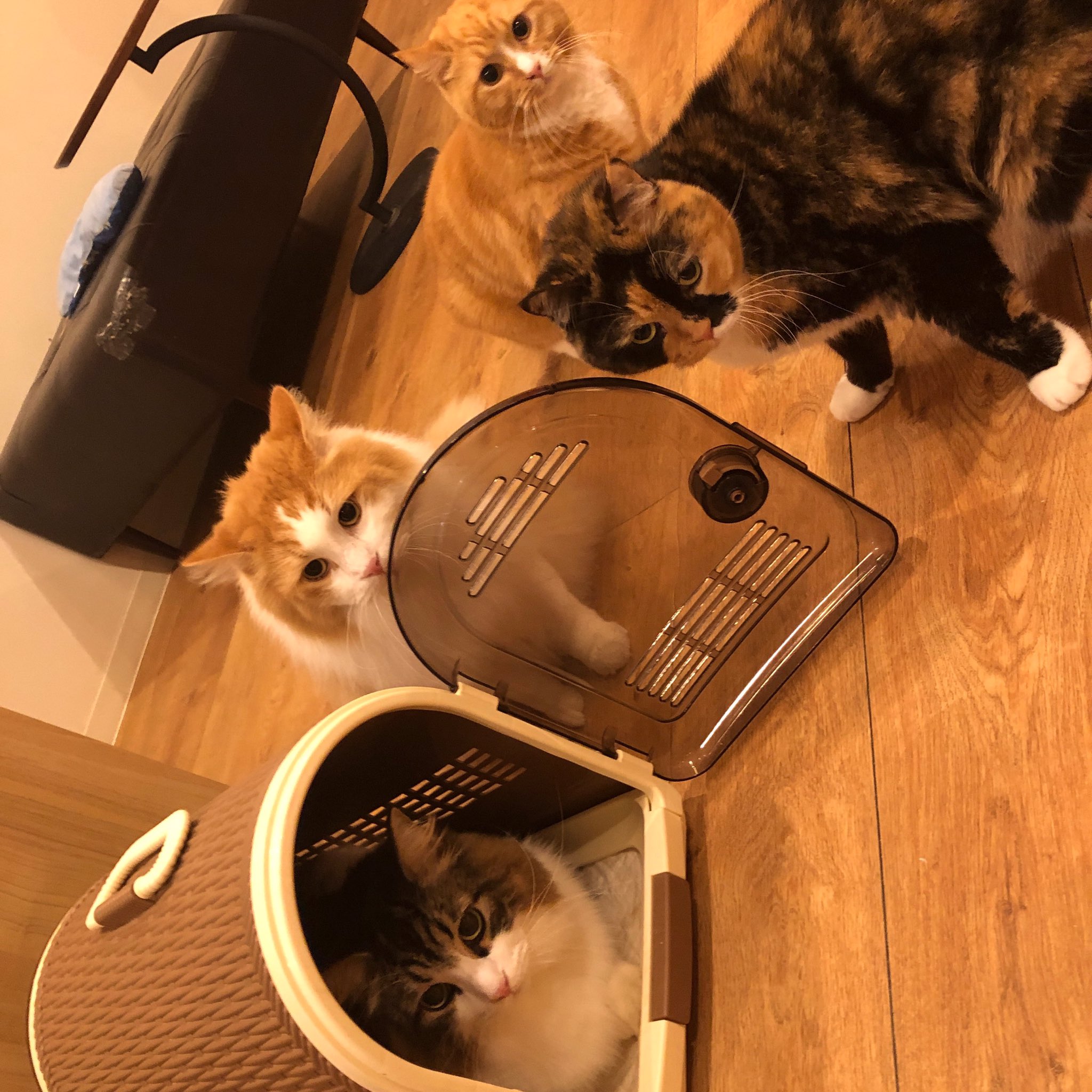 Cat Cafe Obc Catcafe Obc Twitter