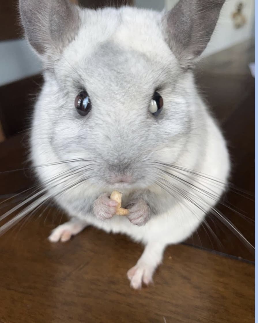 JMHSDECA's tweet photo. Classiest Cat: Jag submitted by Mr. Williams

Ruler of the Rest of the Animal 
Kingdom: Seamus, the Chinchilla, submitted by Caden Braun https://t.co/7ujNhtSSit