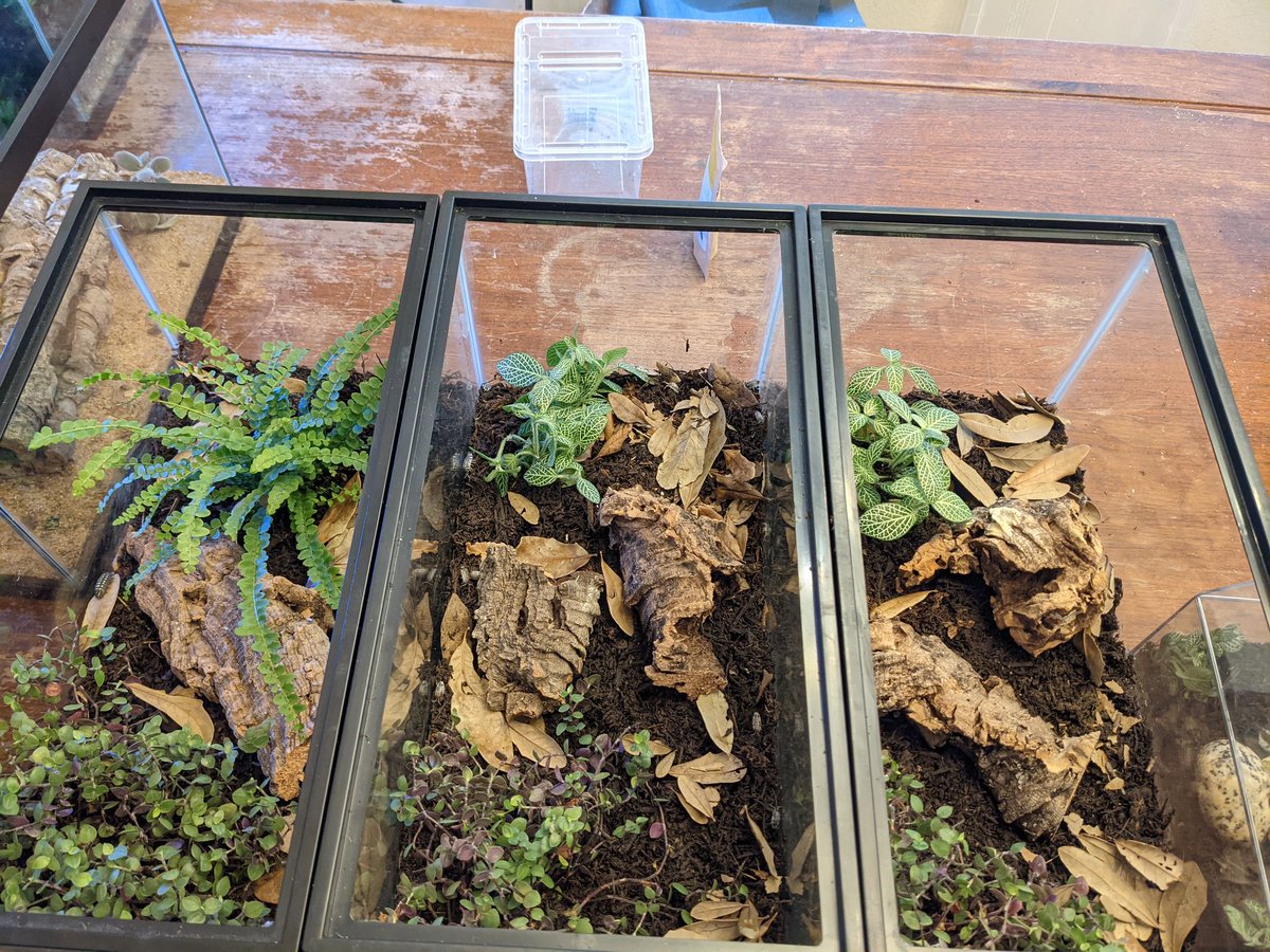 BrandyKaminski1's tweet photo. Working on our little Science Buddies isopod vivariums :)I use them in every unit except Solar System but working on that as well lol The 3rd graders love our little buddies! @belllouann @aljseaton
#gamechangers #avcato https://t.co/RI3nxWtnJE