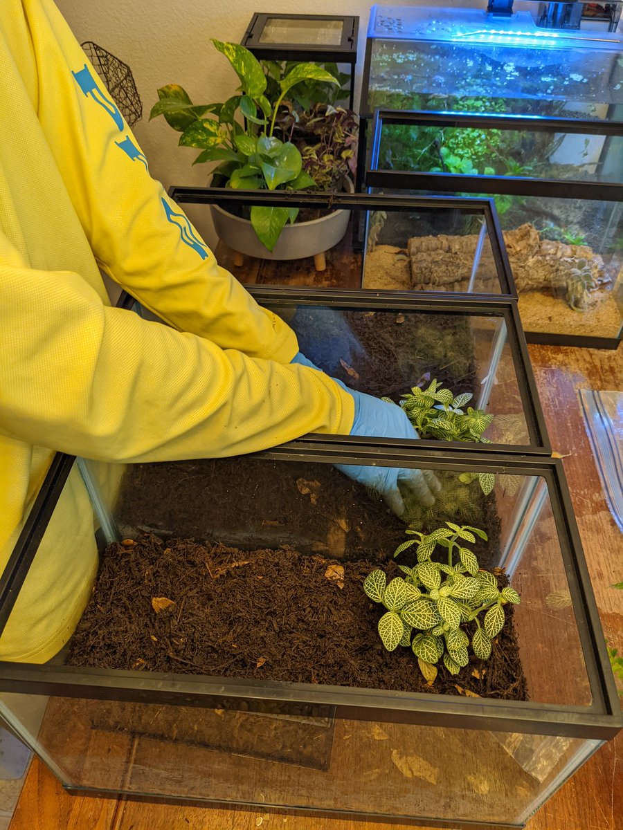BrandyKaminski1's tweet photo. Working on our little Science Buddies isopod vivariums :)I use them in every unit except Solar System but working on that as well lol The 3rd graders love our little buddies! @belllouann @aljseaton
#gamechangers #avcato https://t.co/RI3nxWtnJE