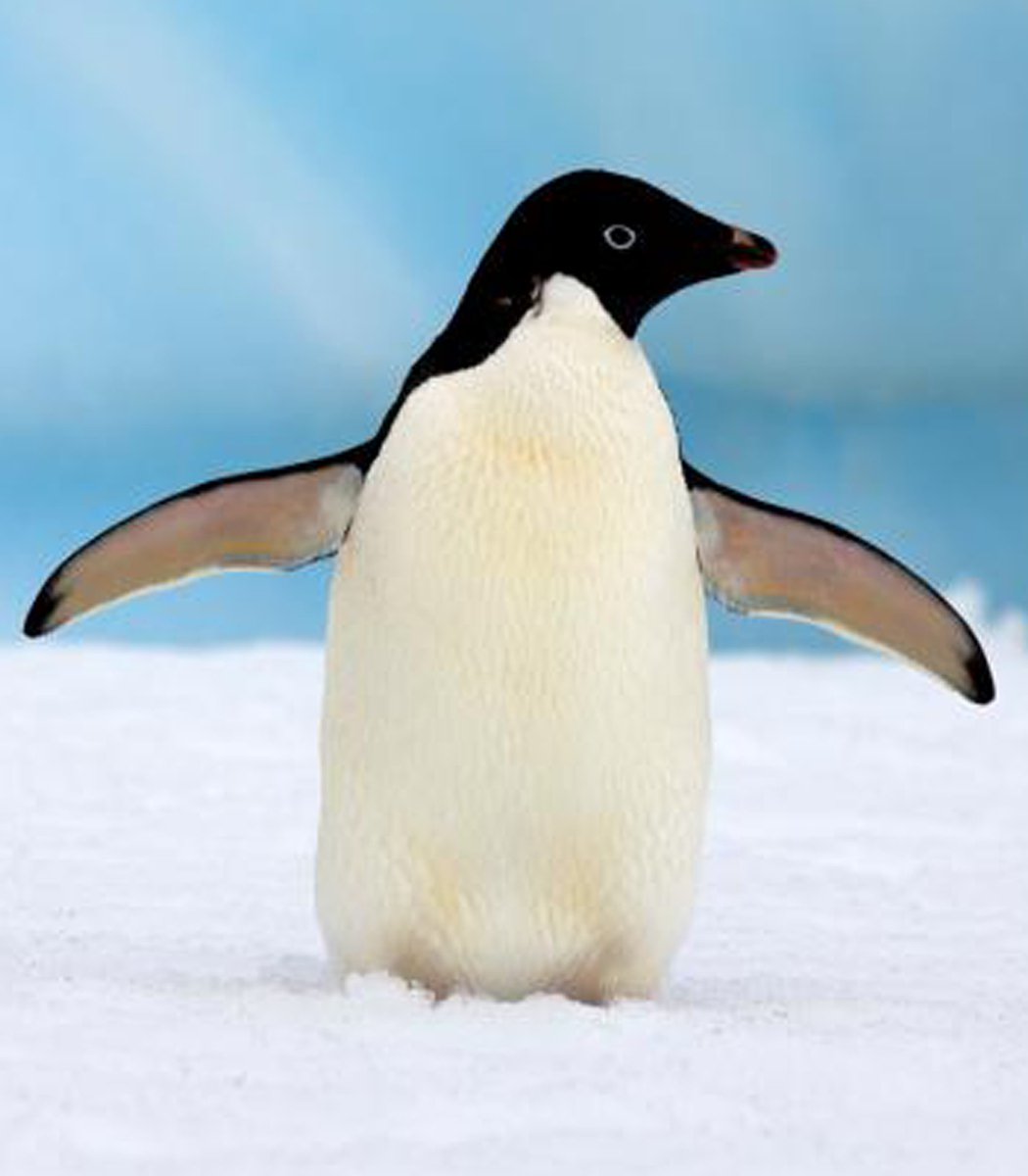 ClubPenguinLore's tweet photo. FUN FACT (and recent discovery):

According to Billybob, the island's inhabitants are Adelie penguins.🐧 #ClubPenguin https://t.co/4KA1T7riXZ