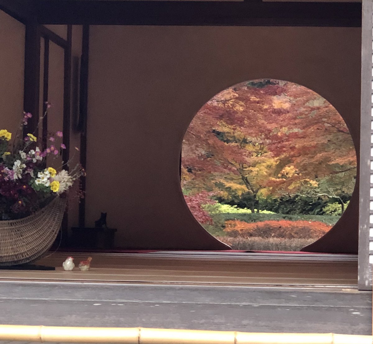 l5RbdIcC6CDPOq9's tweet image. 12月6日、鎌倉の明月院にきています。境内には鳥やリスの餌付け箱があり、かわいいリスが！紅葉はもう終盤のようです。