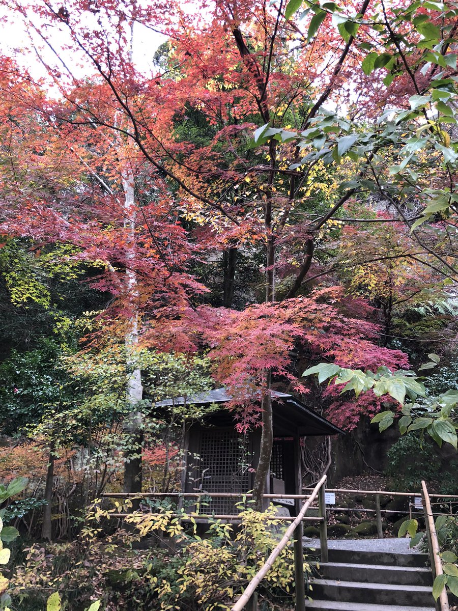 l5RbdIcC6CDPOq9's tweet image. 12月6日、鎌倉の明月院にきています。境内には鳥やリスの餌付け箱があり、かわいいリスが！紅葉はもう終盤のようです。