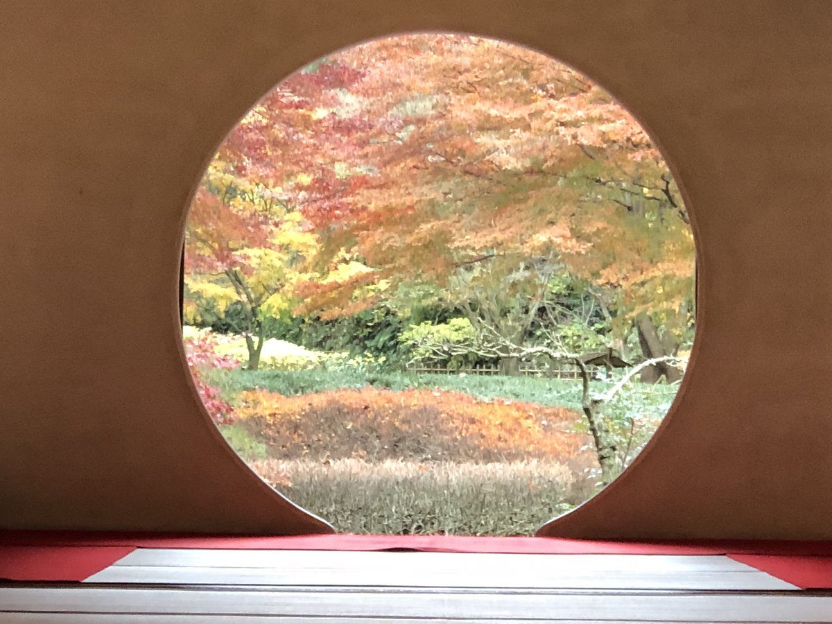 l5RbdIcC6CDPOq9's tweet image. 12月6日、鎌倉の明月院にきています。境内には鳥やリスの餌付け箱があり、かわいいリスが！紅葉はもう終盤のようです。