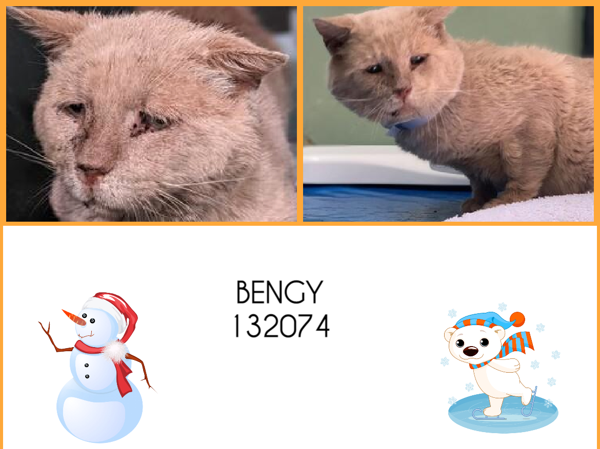 NYCDEATHROWCATS's tweet photo. *SHELTER PLEA* Handsome &amp; Friendly Sad-Eyed Orange Kitty BENGY is FIV+. Owner was moved into nursing home by her family and cat was left in the apartment.
https://t.co/Nb1gnXBy0a https://t.co/Q0EFeiP2fx