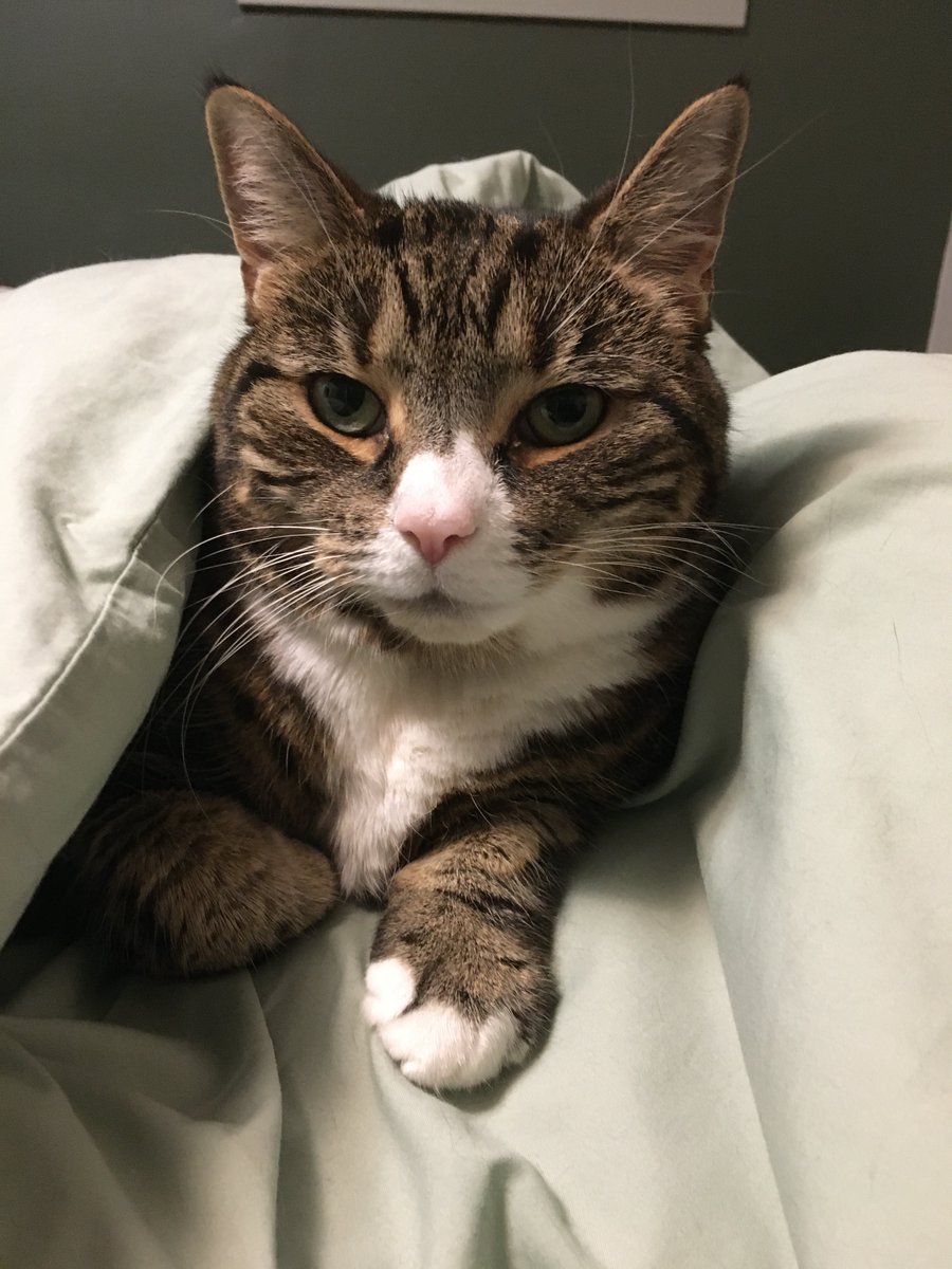 grabbity's tweet photo. Bedtime https://t.co/WYSWR2Se82