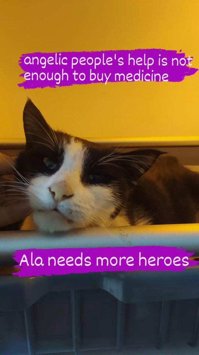 Ala Needs more heroes 😟🙏🏼 #catmom #catlover #AnimalLovers #fipwarrior #fipwarrior_ala