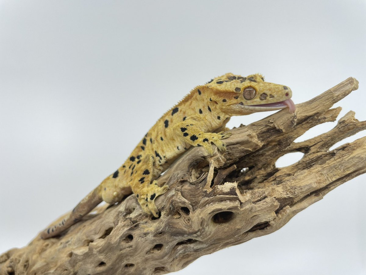 LAFinGeckos's tweet photo. Here’s Pongo, 5th of the 5 we got from Altitude Exotics. Beautiful male Ink Spot Super Dal. 🦎 
#Inkspotsuperdalmatian #inkspot #superdalmatian #inked #superdal #lafingeckos #cresties #crestedgecko #Gecko #crestie #tinydino #tinydinosaur #Correlophus #Ciliatus https://t.co/U5uTPSEDbC