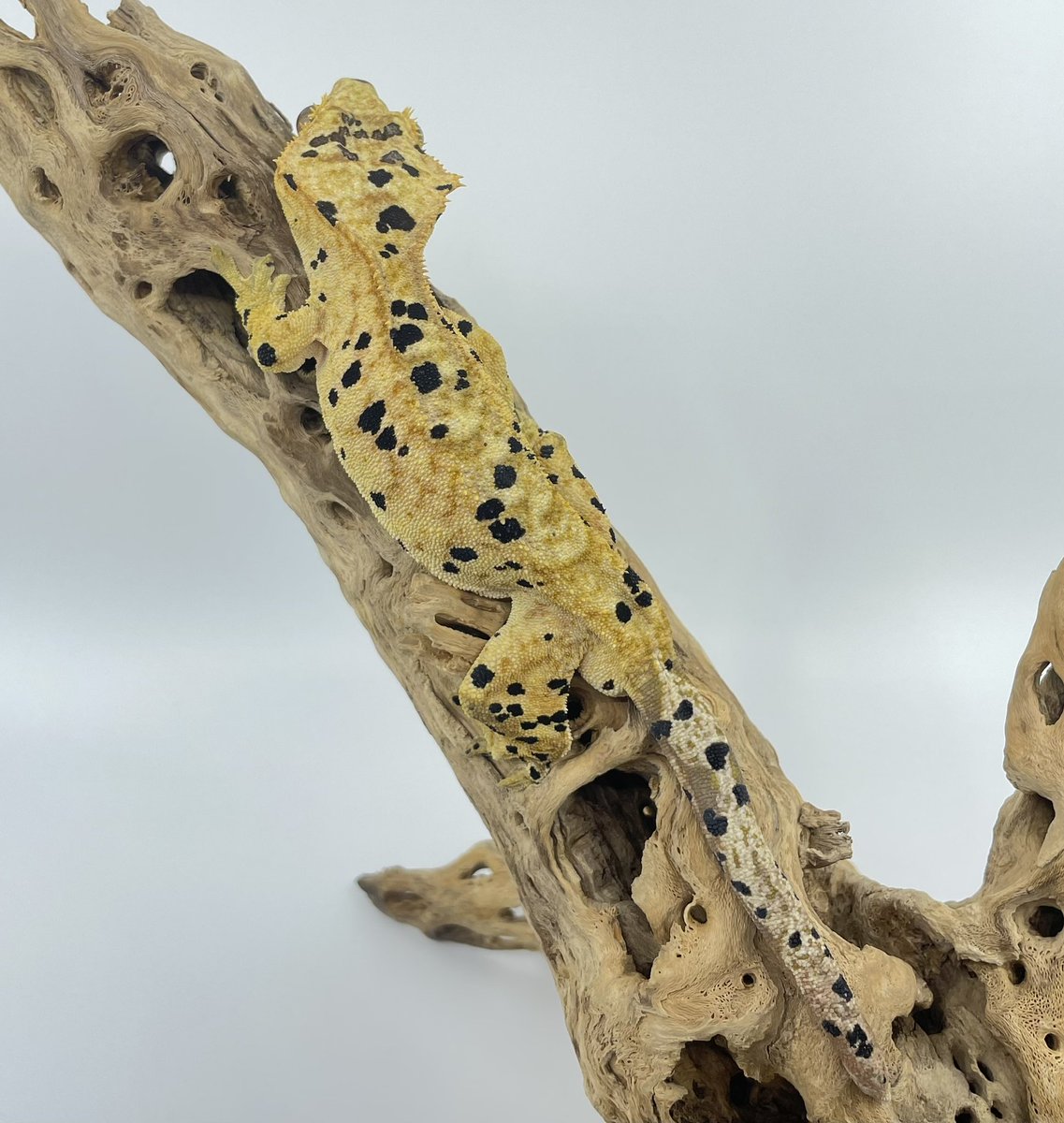 LAFinGeckos's tweet photo. Here’s Pongo, 5th of the 5 we got from Altitude Exotics. Beautiful male Ink Spot Super Dal. 🦎 
#Inkspotsuperdalmatian #inkspot #superdalmatian #inked #superdal #lafingeckos #cresties #crestedgecko #Gecko #crestie #tinydino #tinydinosaur #Correlophus #Ciliatus https://t.co/U5uTPSEDbC