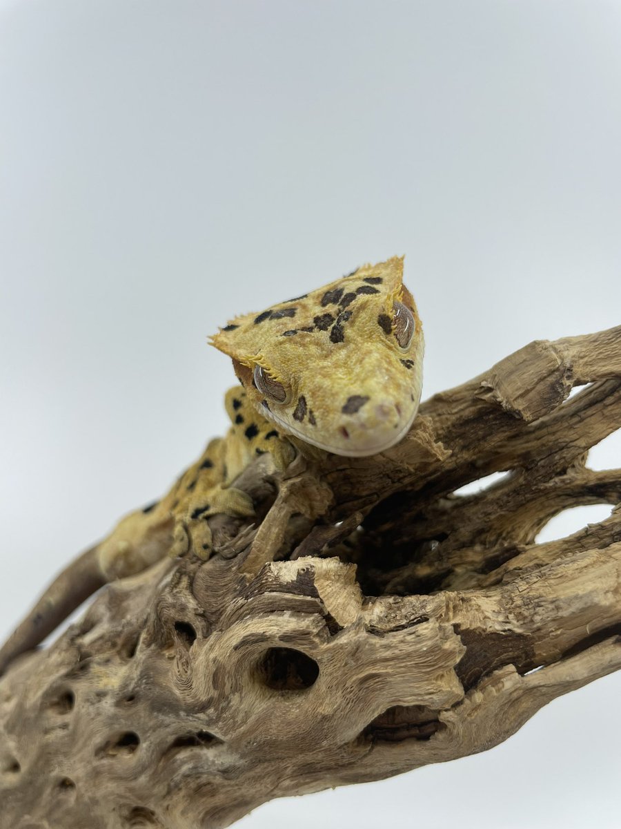 LAFinGeckos's tweet photo. Here’s Pongo, 5th of the 5 we got from Altitude Exotics. Beautiful male Ink Spot Super Dal. 🦎 
#Inkspotsuperdalmatian #inkspot #superdalmatian #inked #superdal #lafingeckos #cresties #crestedgecko #Gecko #crestie #tinydino #tinydinosaur #Correlophus #Ciliatus https://t.co/U5uTPSEDbC