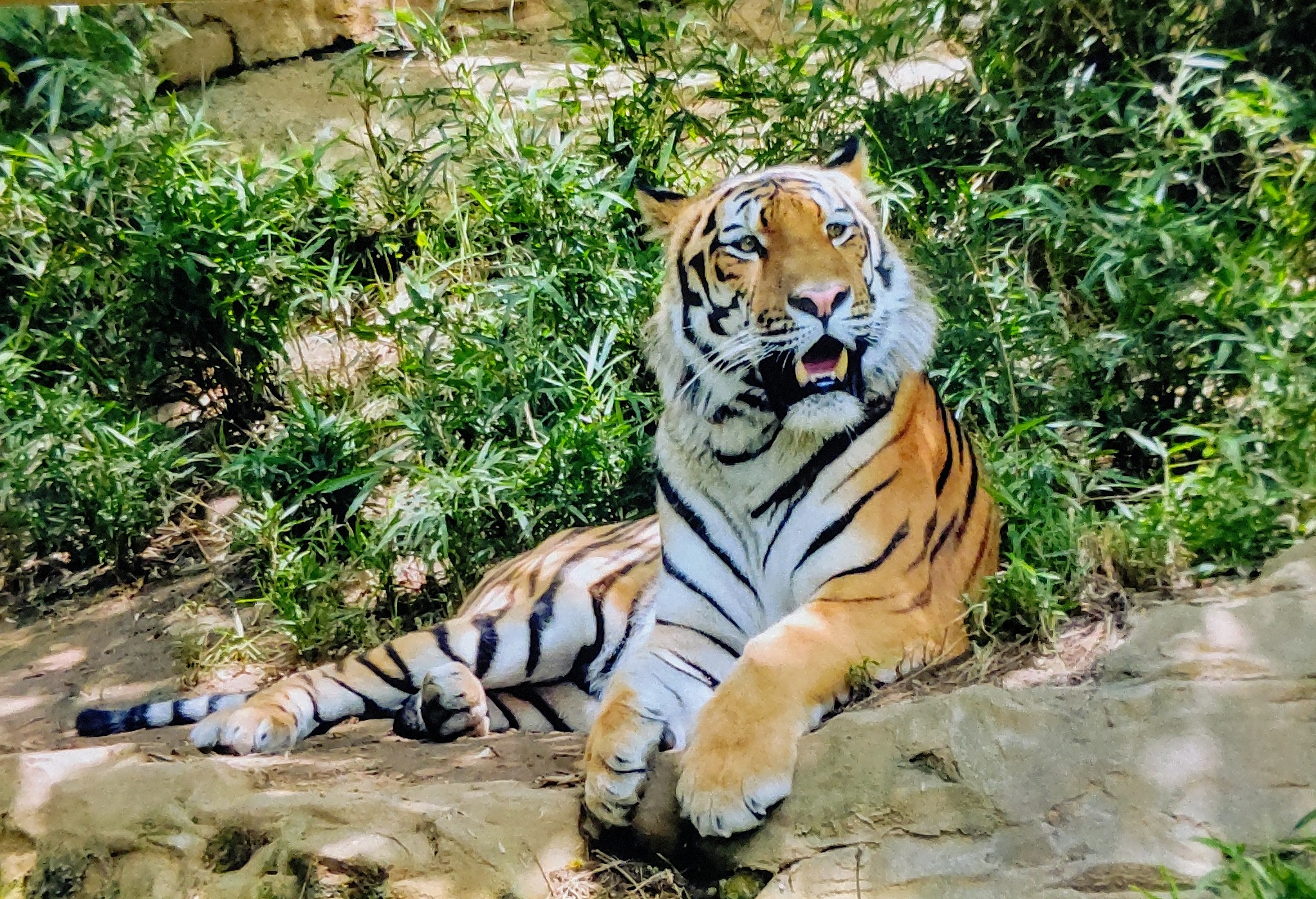 動物園ランチ Twitter Search Twitter