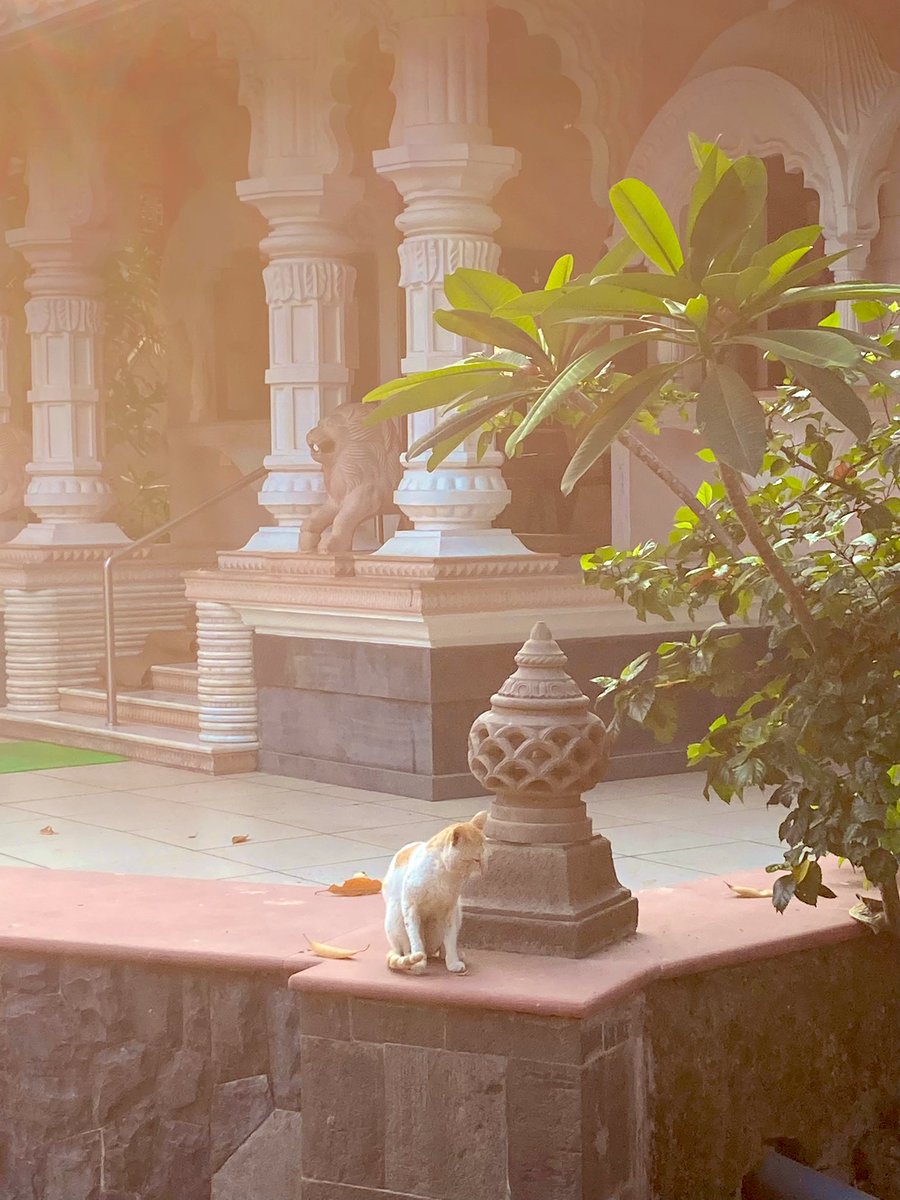 homely_hippie's tweet photo. Basking in the winter sun #Kihim https://t.co/1wyhDQM6Os