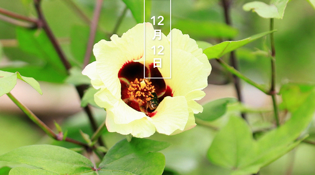 暦生活 こよみせいかつ Twitterissa ワタ 綿 花の日めくり 花言葉 優秀 平安時代に日本にやってきました 6 7月 ハイビスカス に似た淡い黄色の花をつけます 丸い実は秋に熟すと割れて 中から白い綿毛が現れます 暦生活webサイト T Co