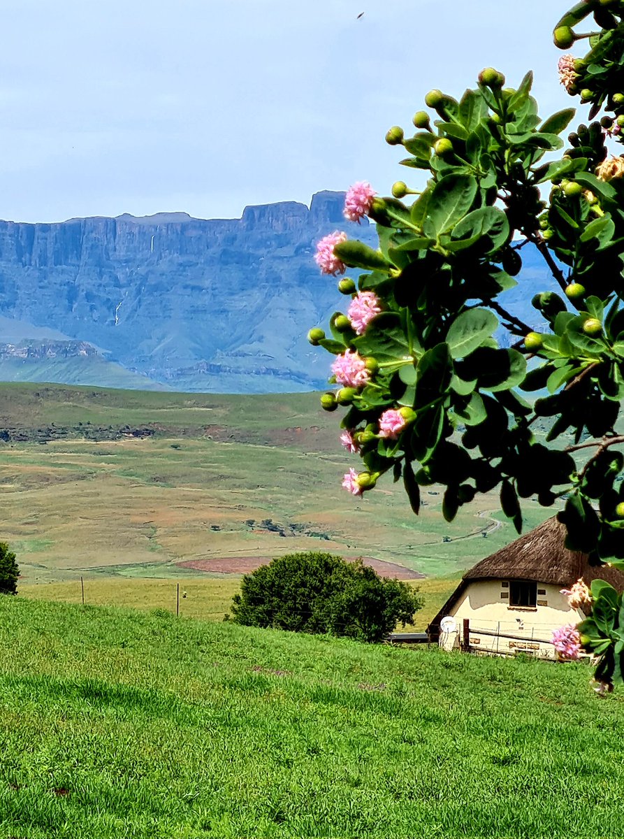 berghouse's tweet photo. Highest waterfall on the planet viewed from the windows of the cottages. The Tugela Falls, zoom in on the photo.
#highestwaterfall #Tugelafalls #TheView #photography #nature #Drakensbergmountains #Drakensbergaccommodation #SouthAfrica #staycation #workhardplayhard https://t.co/MD389xi8Ld