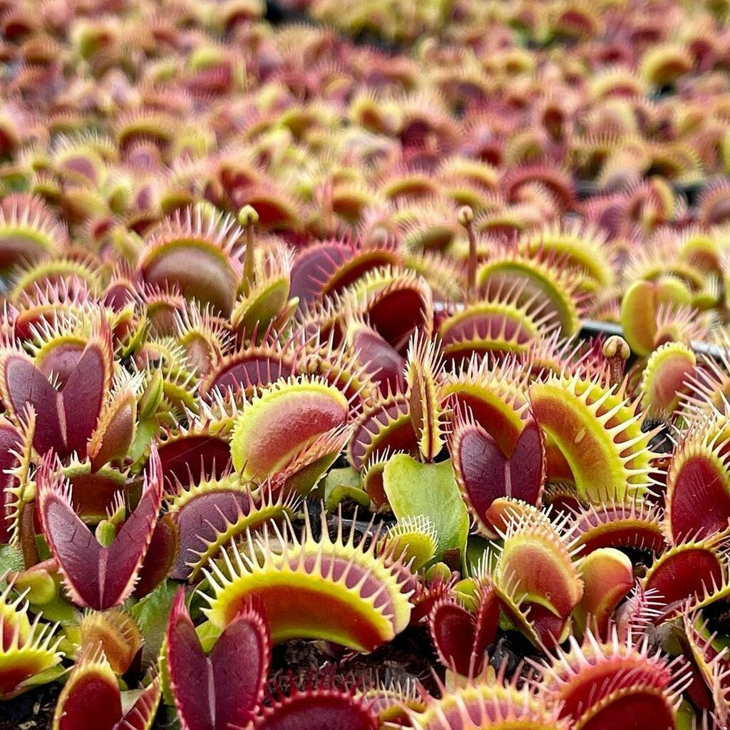 exoticfloraru's tweet photo. Против такой армии у врага нет шансов.
😆
@bretts_plants
#carnivorousplantsofinstagram #carnivorousplants #carnivorousplant #venusflytraps #venusflytrap #dionaeamuscipula #dionaea #flytraps #flytrap #carnivorousgarden #bogplants #bogplant #plants #nat… https://t.co/AKKKHRasy3 https://t.co/9NwVuMZvMl