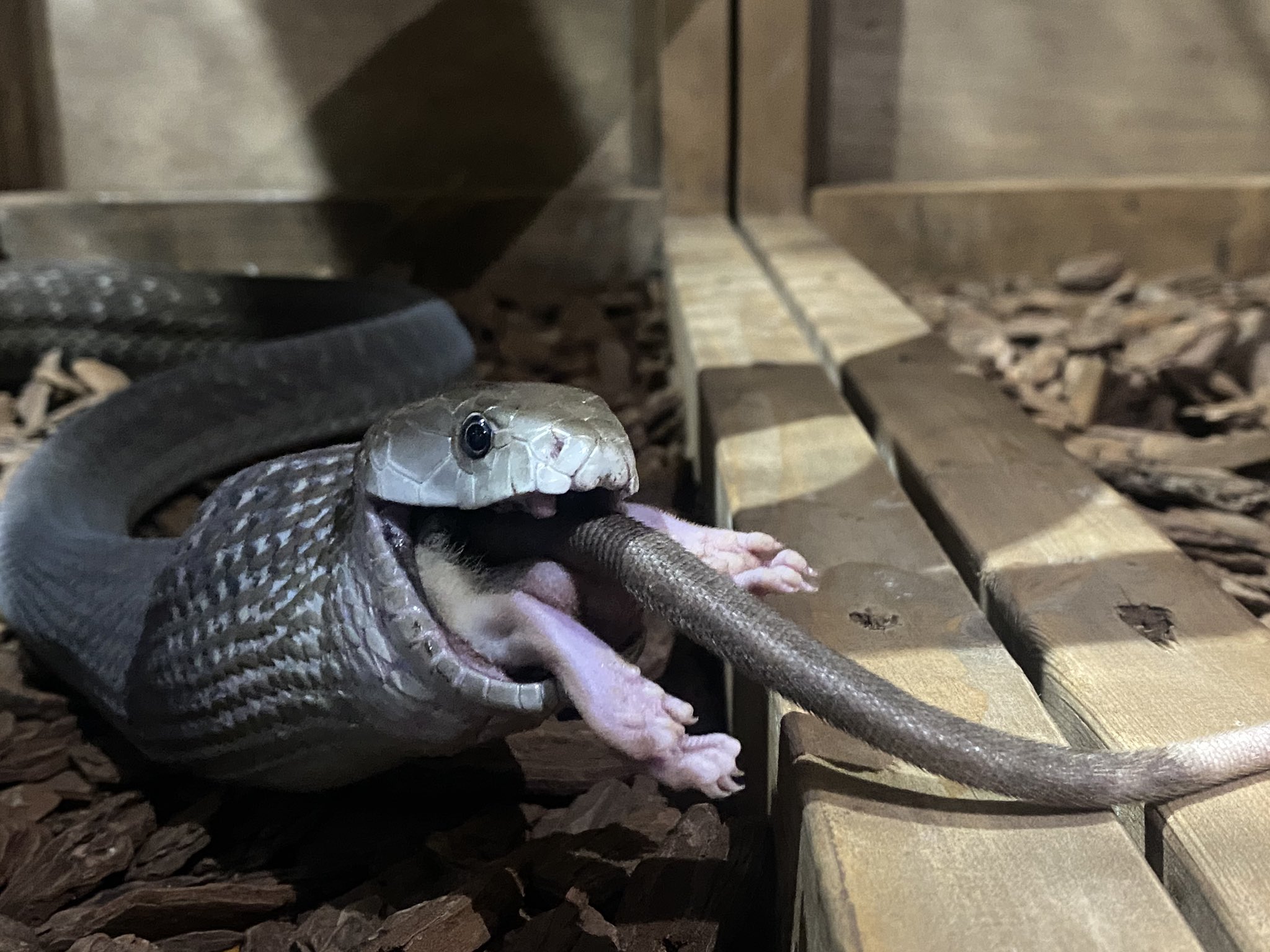 白輪剛史 猛毒の ブラックマンバ の給餌は二週間に一度 閉園後に飼育スタッフと園長だけが対応しています 咬傷事故を防ぐために 間接飼育を徹底して心掛けています 飼育スタッフとブラックマンバが同じ空間に入ることは絶対にありません Izoo