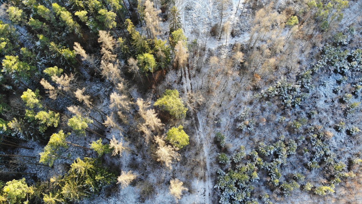 JakubKaras3's tweet photo. Laserově skenujeme z dronu zalesněné archeologické lokality pro získání podrobného digitálního modelu terénu i pod vegetací, tentokrát na Berounsku s mírným popraškem sněhu. 🙂👍 #drony #archeologie #upvision #mapovani #lidar #skenovani #UAV https://t.co/ub9XzYBrlt