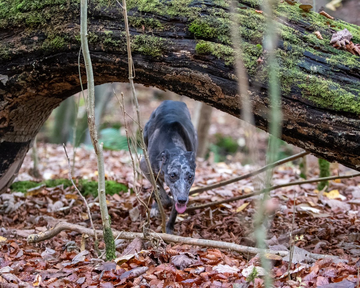 lurcherwork's tweet photo. #lurcher #workingdogs #huntingdogs #keephunting #rabbitdog https://t.co/YPHDz4dhJo