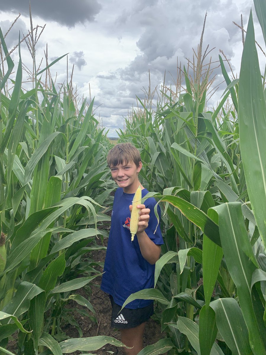 stevoMGAS's tweet photo. Nice having some help doing agronomy today!!@mcgregorgourlay#mcgregorgourlay#croppacreek#pioneer https://t.co/bTl2Sc5ANj