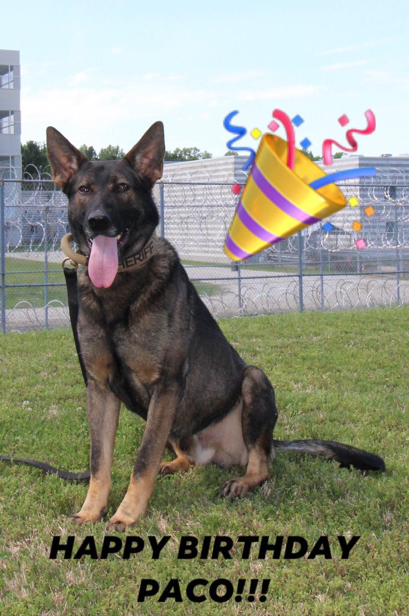 Becool088's tweet photo. @bulletgifts @K9Paco Happy Birthday #K9Paco ππΎππΎπ https://t.co/ws3H6qDCej