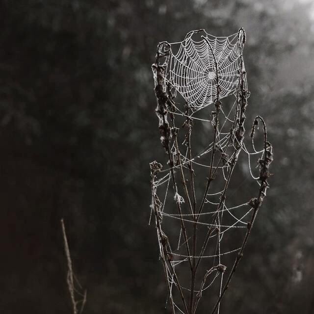 QuaintrelleVega's tweet photo. 🕷🕸🖤 https://t.co/hmwtoMXnDA