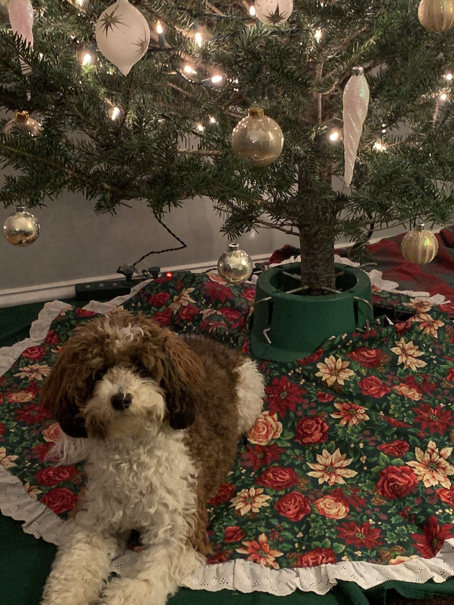 BoomerWBZTV's tweet photo. I guess she likes the tree…and no this is NOT staged. #ADogsLife #PuppyFirstChristmas #Zelli https://t.co/uQl2hfgTcQ