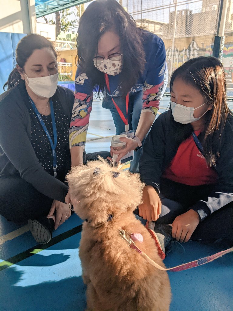 krisbumpus's tweet photo. A big thank you to Professor Paws, a therapy dog program part of @AnimalsAsia for visiting @aishongkong. Your work with our grade 7 and a group of EC/ES students helped raise awareness around compassion, feelings and wellness.#AISShareTheLove #RedBrick125 https://t.co/U1ZCudBB5h