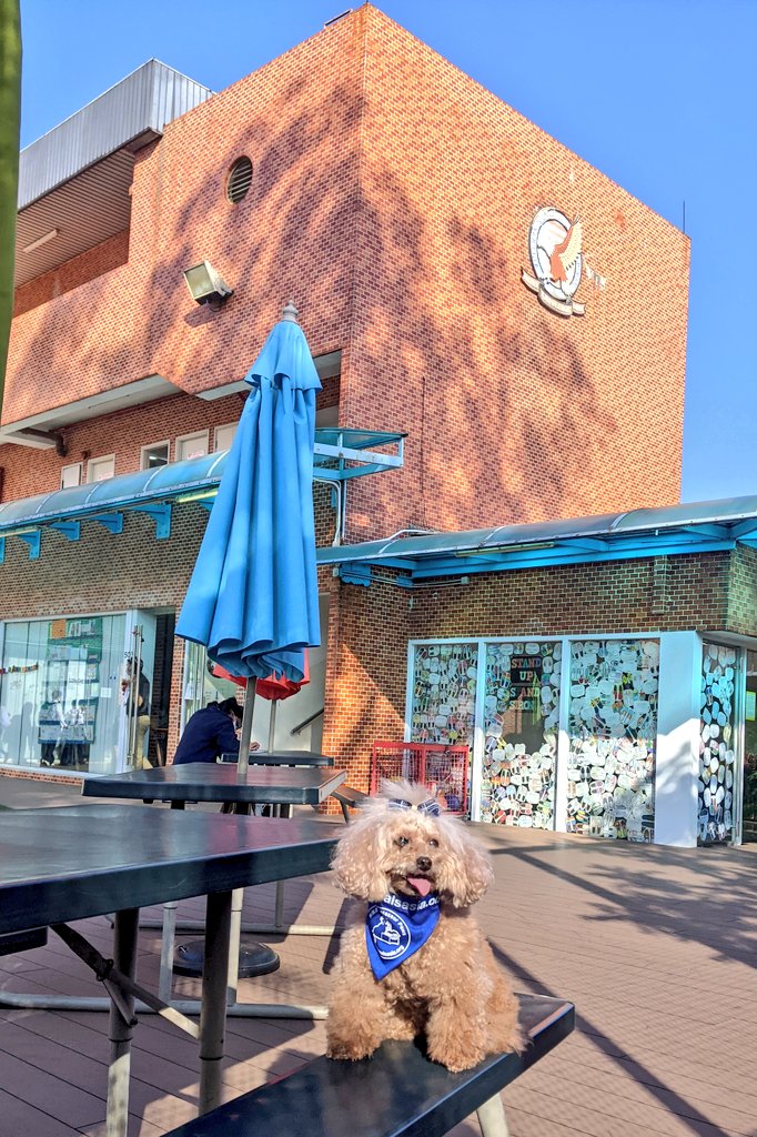krisbumpus's tweet photo. A big thank you to Professor Paws, a therapy dog program part of @AnimalsAsia for visiting @aishongkong. Your work with our grade 7 and a group of EC/ES students helped raise awareness around compassion, feelings and wellness.#AISShareTheLove #RedBrick125 https://t.co/U1ZCudBB5h