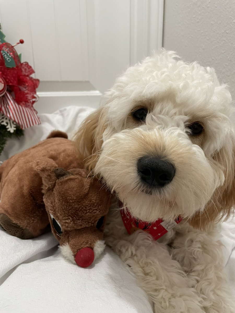 cgreen3698's tweet photo. not to toot my own horn but I like I have one of the cutest dogs 🤷🏼‍♀️ https://t.co/tqNYz5lzdA