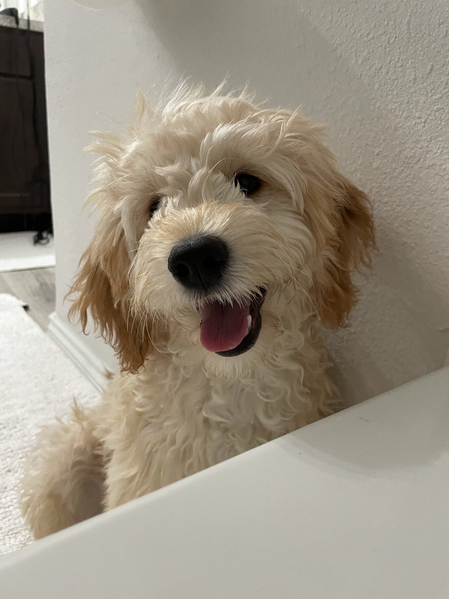 cgreen3698's tweet photo. not to toot my own horn but I like I have one of the cutest dogs 🤷🏼‍♀️ https://t.co/tqNYz5lzdA