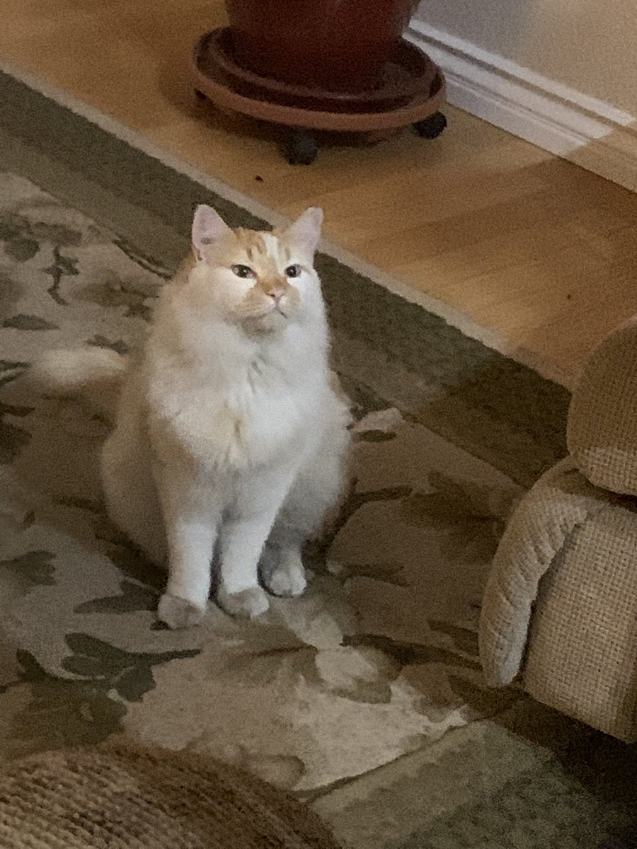 Buffy ☆ tweet media