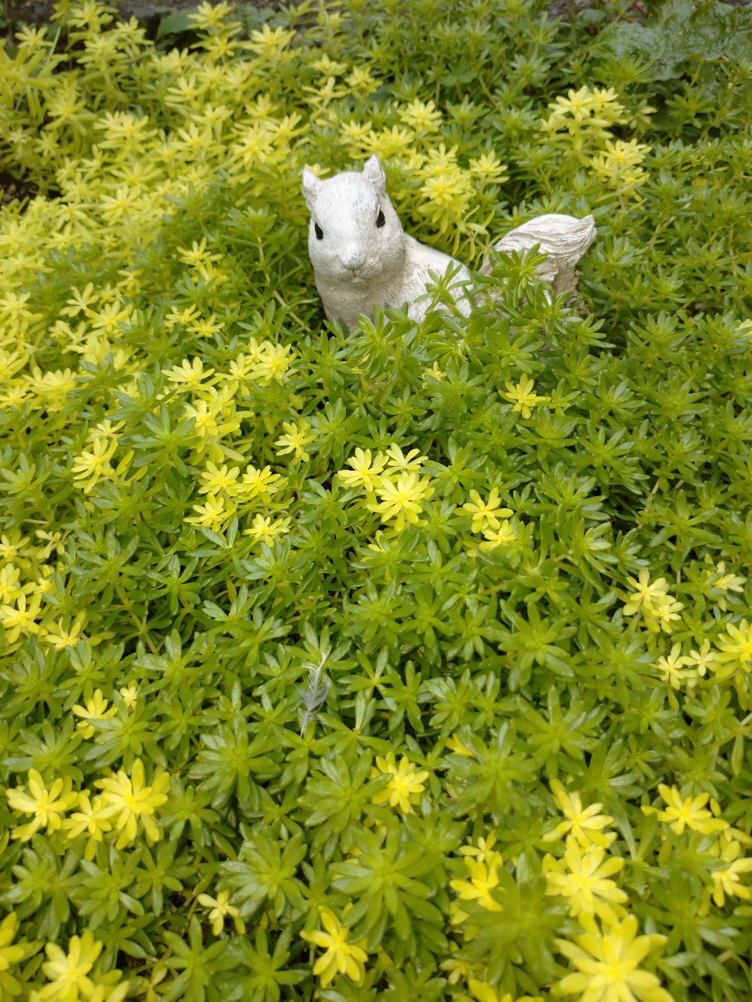 Yumiko ９月にtwitterを始めて最初の投稿の写真です セダム ミモザに埋もれるリス ウチのお庭に住む３匹の白リスのうちの一匹 ちょっと緑のセダムもありますね これは何だっけ ここも思いっ切り日陰です セダムも日陰に強いようです