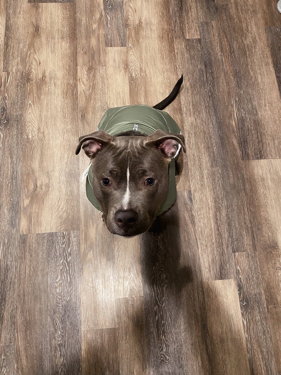 natalieroddd_'s tweet photo. Pls just look at this handsome fellow 😭🥺 https://t.co/p8ufB4RdOF