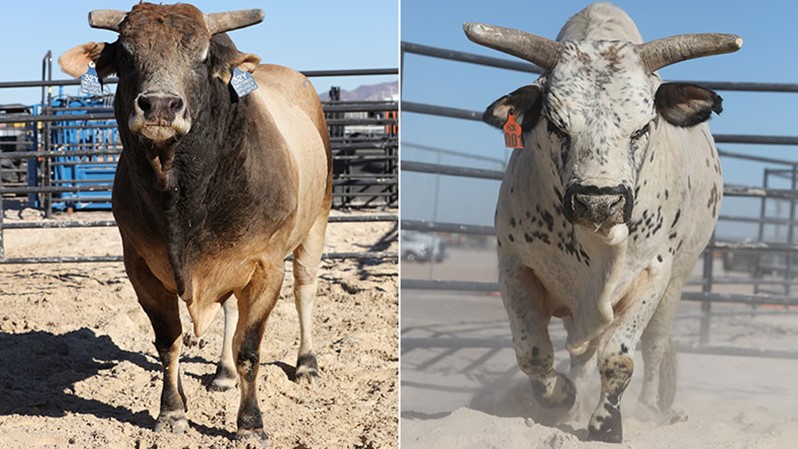 It is an end of an era as SweetPro’s Bruiser and Smooth Operator have entered retirement after years rank rides. >> bit.ly/3doVkjq