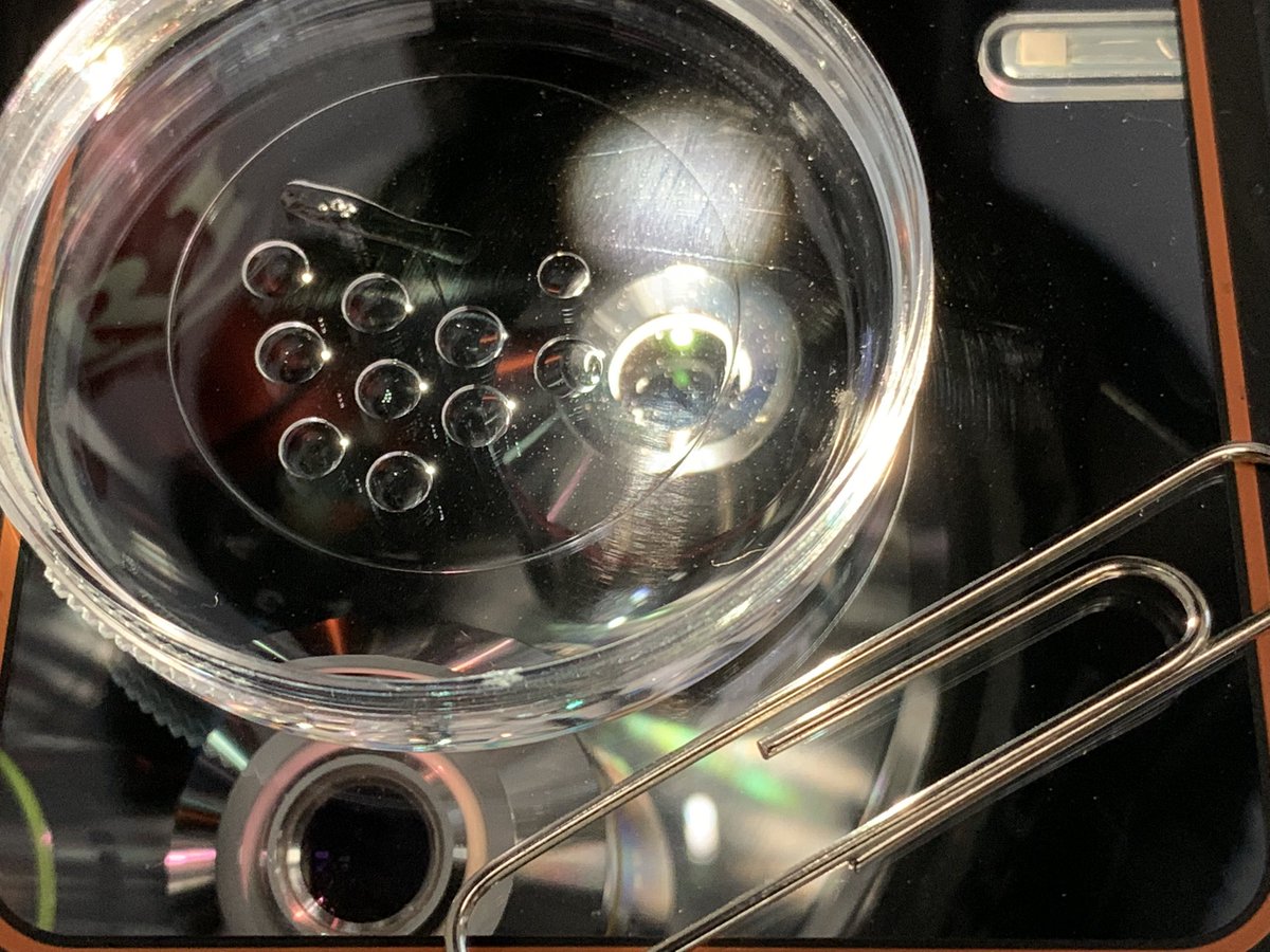 memobe10's tweet photo. Biology doesn’t stop to amaze us! 
7 human oocytes (body’s biggest cell) in central drop compare to one clip. https://t.co/gShX6Rp0eQ