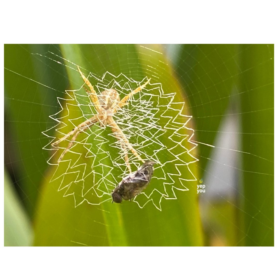 Yepyou8's tweet photo. The juvenile St. Andrew’s Cross spider (Argiope keyserlingi) in this photo has made a circular stabilimentum, which looks like a white silk doily in the center of the web. The purpose of the stabilimentum is thought to help in stabilising the overall strength of the web. https://t.co/F31SH7Z7Bz